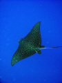 Eagle ray in flight