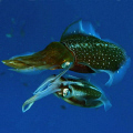 Mating squids