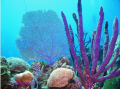 Purple seafan and corals. 45-50'. diver in background