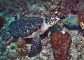 Came across this hawksbill turtle just sitting on the reef and  when I snapped the photo the angelfish popped out. Perfect timing!  Looks like they're ready to kiss.