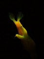 Female ribbon eel, taken at paradise in Tulamben, Bali.