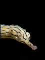 Mabul Pipefish. Close up shot of one of the many pipefish at Borneo divers house reef.