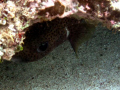 Rare spotted burrfish trying to stay hidden.