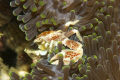 Porcelain Crab on anemone - His net is out and he is filtering for food.