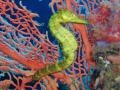 Yellow tigertail seahorse.
A simple point a shoot picture on my first trip with my own simple 5mp camera. No photoshop, just beautiful clear Andaman sea waters and the excitement of seeing my first every seahorse.