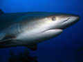 Grey reef shark with a mad look on his face