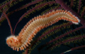 Fireworm on a Purple gorgonian was taken last spring in turks and caicos islands. Great colour composition on this photo.