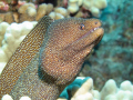 WhiteMouth Moray at the Big Island