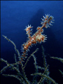 Ornate Ghost-pipefish.