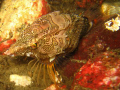 This tricky little grunt sculpin kept swimming away right before the picture was taken. It took about 10 minutes and probably about 30 pictures to get this one. Taken with a Canon SD550 7.1 MP point-and-shoot camera using the internal flash.