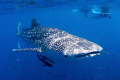 Ningaloo Whale Shark.