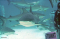 Black Tip Reef Shark...Shark Arena