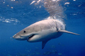 Great White Shark. Neptune Islands, Australia.