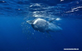 A Bryde's whales attempts to swallow and entire sardine bait ball.