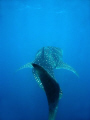 A large whaleshark swimming off ningaloo