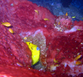 Golden trunkfish with blue lips peeping out of a crevice.