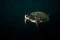 Green Turtle in Low Light.