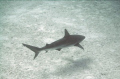 Black Tip reef shark at the Bahamas (shark wall).  Taken w/ a DC500 no strobes or lenses.