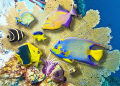 3D composite of fish from various locations in the Caribbean.  Juvenile french angel, rock beauty, surgeon fish; queen trigger; queen angel; juvenile trunk fish; goldentail moray; juvenile longfin damselfish