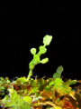 I find this ghost pipefish during the night dive near the entrance of swim though and I took this photo from inside the swim through!!! It was great dive!