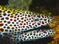 Spotted Moray Eel Photographed at the Clearwater Aquarium which is a rescue aquarium.