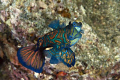 I took this just after dusk in Banda Harbor. There were several Mandarin females 