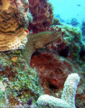 Small eel at Palancar Gardens, Cozumel, Mexico