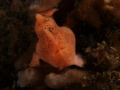 Juvenile frogfish looking curiously into the lens.