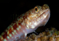 Lizardfish  I was taking a photo class when I saw this little guy just sitting there.