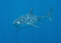 my firts dive trip in 3 years since my back injury.. great white ay isle de guadalupe..
nikon d200 subal housing no strobes