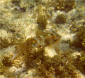 I had just completed a shore dive off Utila and was getting out of the water when I spotted this reef squid in about 2 feet of water.  I put on my mask and snorkel and floated over the squid taking several photos as he seemed to pose for me.