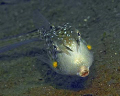 Longhorn Cowfish shot in North Sulawesi, May 2009, Aquatica 200 Housing, Nikon D200 camera, 105mm f2.8 Nikkor lens, twin YS90 Sea & Sea strobes.