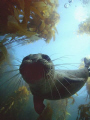 After playing hide and go seek under the kelp for 1/2 an hour he finally got comfortable enough with me to make contact by first tugging on my fins, then I rolled over and sat on the oceans bottom trying to get a good picture of this inquisitive seal