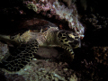 This shot is of a sea turtle.  The shot was taken on a night dive using a Canon PowerShot DS550 in an Ikelite housing.