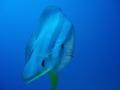 A curious Teira Batfish (Platax Teira) swimming close to a wreck outside Tanote Bay, Koh Tao/Thailand. Photo taken with an Olympus Mju700 with underwater housing.