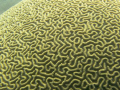 Brain coral while we were diving in the Floriday Keys