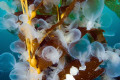 A rare event in the waters of San Diego, California, USA. Hordes of Melibe leonina nudibranch gather to mate and feed.