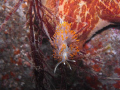 Opalescent Nudibranch, 

Maple Bay , Vancouver Island