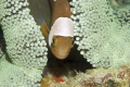 She is under the rather large anemone just hanging out.  She kept peeking out to see if I was still there.  Later, a juvenile false clown fish came out from behind her to see what was going on.  It turned out, she was just protecting her young.