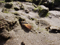 fidler crab on poalem beach goa