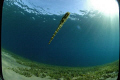 found this seahorse swimming along in the red sea, I'm not sure why it was free swimming but was a great photo opp.