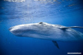 Bryde's whale makes a pass at a sardine bait ball.