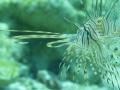 This is a picture of a baby lionfish taken in Marsa Alam Egypt. 
