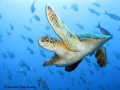 Seaturtle in Galapagos