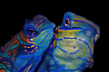 Mating mandarinfish