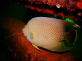 I took this while on a boat dive out of Panama City Florida.  It was my daughter's first boat dive and her scuba certification final dive so I was mostly taking photos of her... but took a few of the fish and got this one.