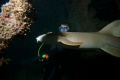 Unexpected nurse shark... awaken during night dive at St Antao Wreck in Sal Island.