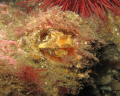 On one particular dive, we found quite a few giant barnacles with grunt sculpins living inside their exoskeleton.  A safe haven for a little grunt!