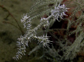 Ornate Ghost Pipe Fish - Dumaguete. Macro; Canon IXUS 85IS on Ikelite housing, Manual Whitebalance, no flash or strobe.