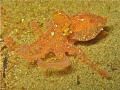 Red octopus at the bronze mermaid statue in Powell River, BC.